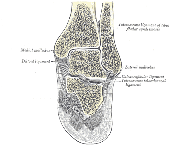 3 Levels of Ankle Sprains and How to Treat Them: Maryland Orthopedic  Specialists: Orthopedic Surgeons