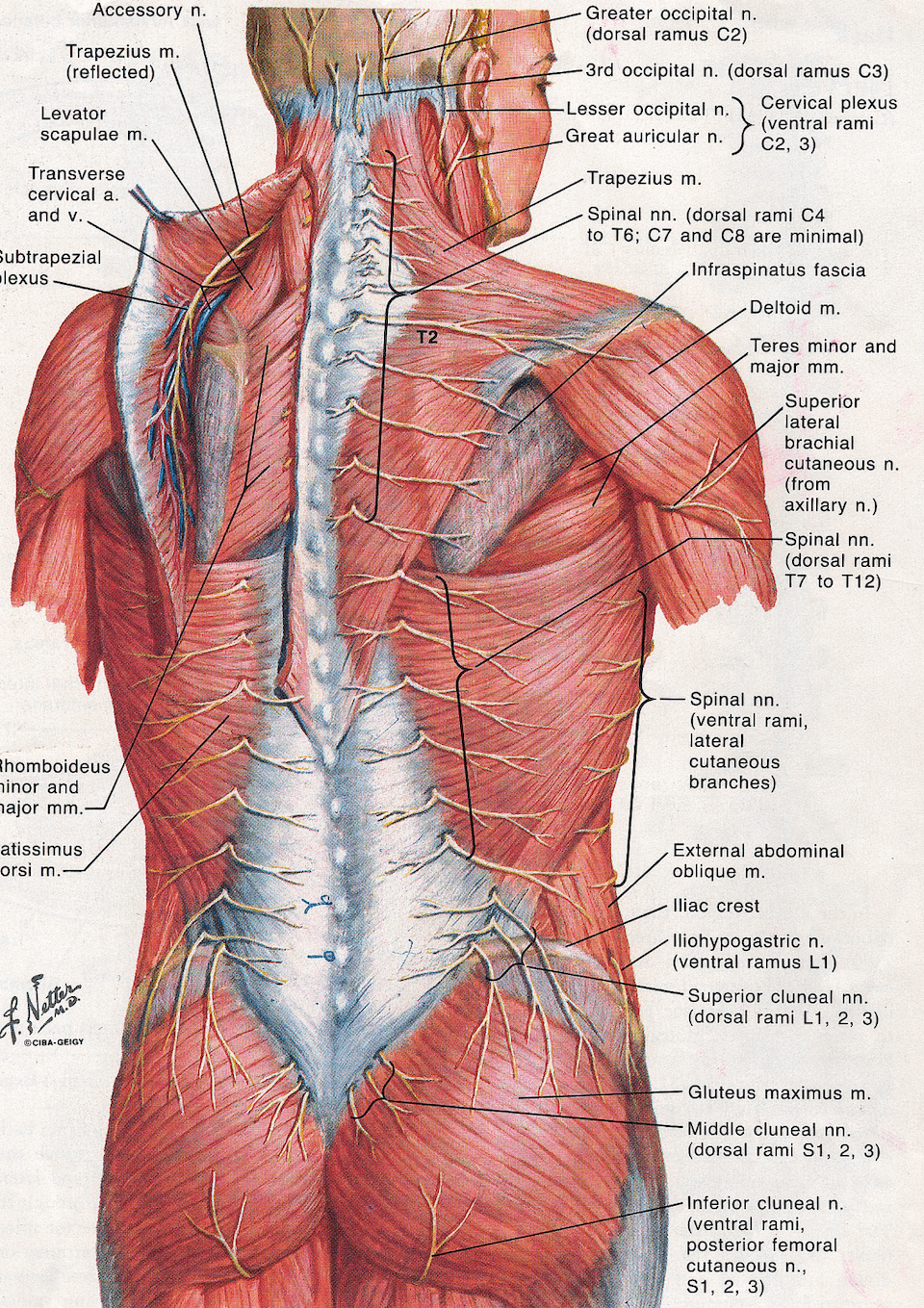 Benefits of perineural injections to spine