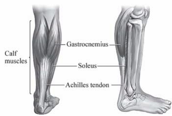 Achilles Tendon