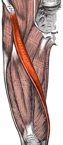 Issues Around The Hip From Tendonitis To Bursitis Beacon Orthopaedics Sports Medicine