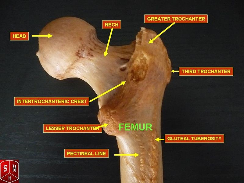 Issues Around the Hip: From Tendonitis to Bursitis ... front of the knee diagram 