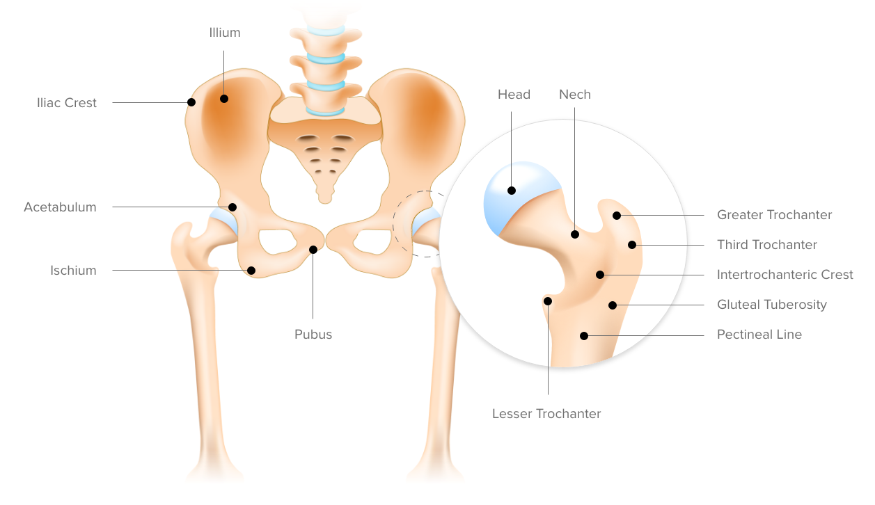 How To Recover From a Hip Flexor Injury, Weston