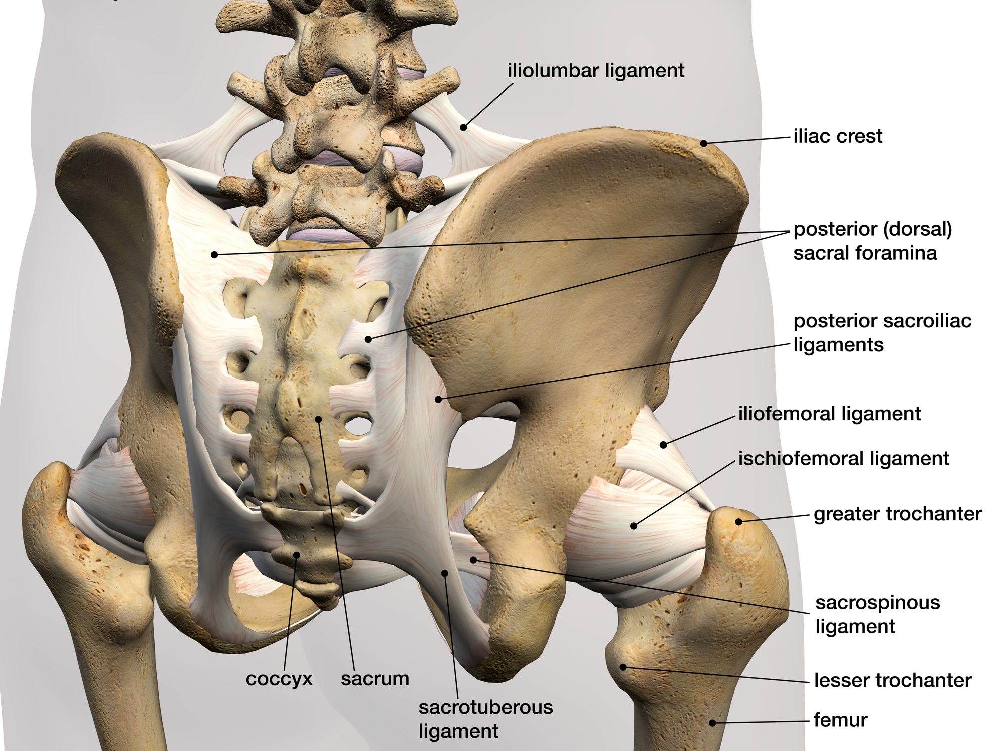 3D Rendering of male pelvis, hip, leg bones and ligaments labeled on a white background. Posterior view.