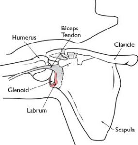 Labrum Diagram