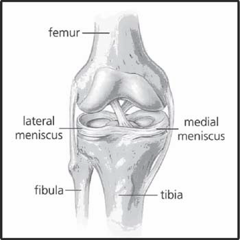 meniscus injury diagram